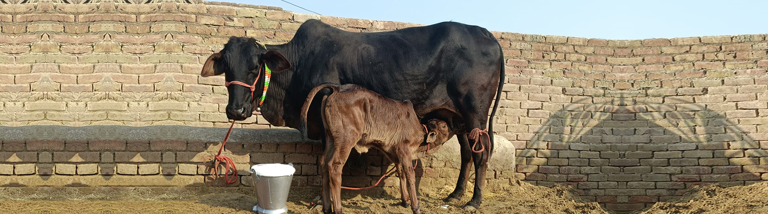 Animal NGO & Cow Welfare Programs | Gaushala Donation - Mukul Madhav Foundation Animal NGO & Cow Welfare Programs | Gaushala Donation - Mukul Madhav Foundation