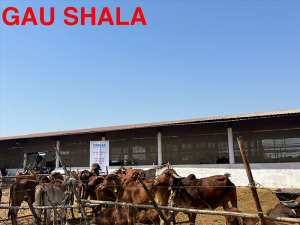 Cow feeding at gaushala led by animal welfare NGO for cow welfare in India