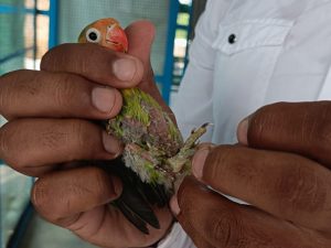 Bird rescue initiative by animal NGO in India for animal welfare awareness