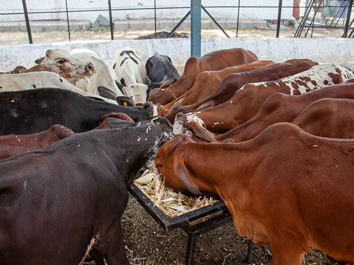 Animal NGO feeding cows at cow shelter under cow welfare initiative