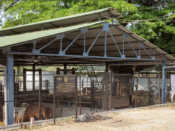 Calves cared for in cow shelter under animal NGO’s gaushala donation program