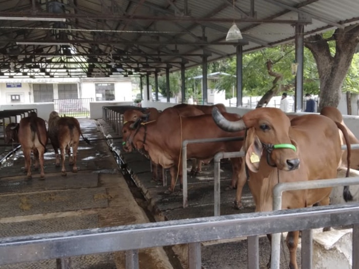 Dedicated gaushala by animal NGO for rescued cows and cow donation support