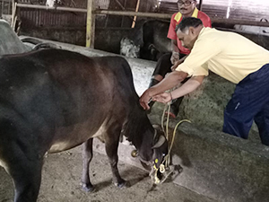Cow receiving care at cow trust under cow welfare and gaushala donation program