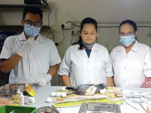 Injured rescued birds receiving treatment at animal welfare NGO in India