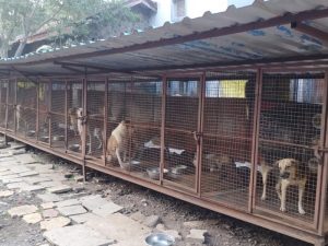 Street dogs receiving care from animal welfare NGO with community support
